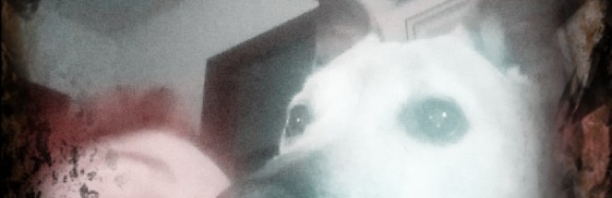 Cover di Roberta  Vezzani 