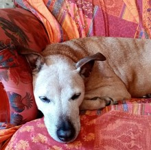 Immagine del profilo di Roberta  Vezzani 