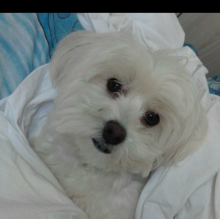 Immagine del profilo di Miky 73