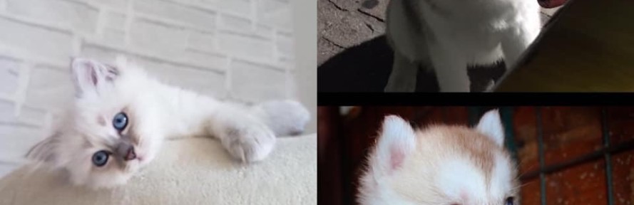 Marina Lorenzo's couverture