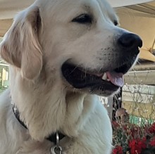 Immagine del profilo di Nicolò Gori Gianna Cammilli