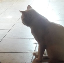 Juliana Pereira's avatar