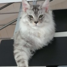 maria rapisarda's avatar